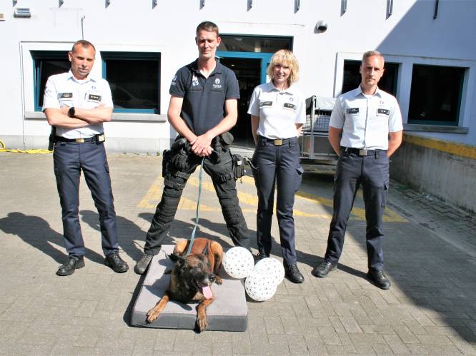 Pensioenfeestje voor politiehond Bart: “Met een ergonomisch kussen als afscheidscadeau”