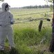 Wegbranden eikenprocessierups in Limburg kostte ruim miljoen euro
