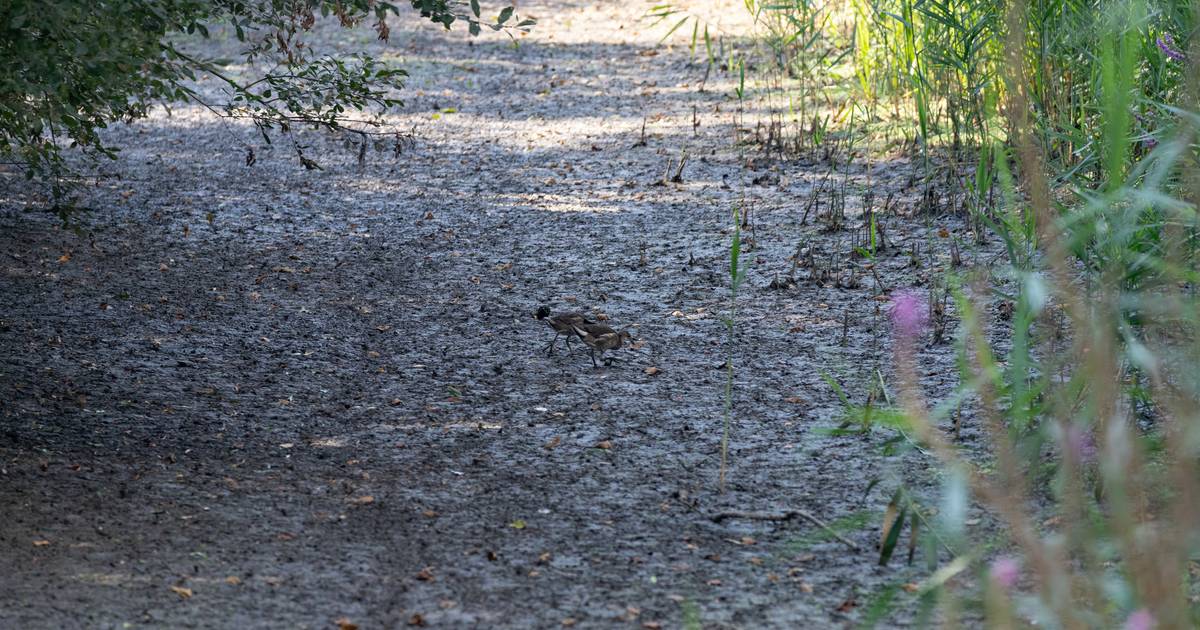 Natuurmonumenten schetst dramatische toestand natuur Twente en Achterhoek door droogte