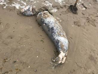 Zeehond sterft door touw rond hals in Wenduine