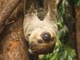 En wéér brengt meest succesvolle luiaardkoppel van Europa een kindje voort in DierenPark Amersfoort