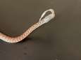Un python fabrique un chapeau à partir de sa propre mue
