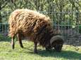 Schapen onthoofd en geslacht bij kinderboerderij Olst: ‘Wie doet nu zoiets?’