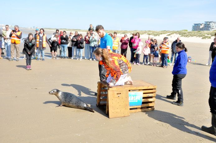 De grijze zeehond werd woensdag vrijgelaten op het strand van Blankenberge.