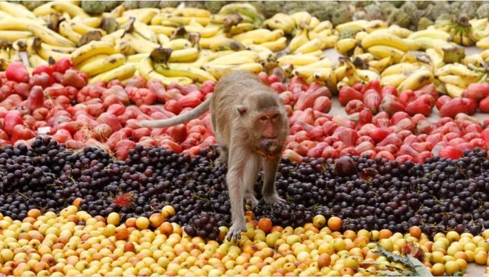 Een aap eet fruit nabij een tempel in Thailand. Een nieuwe studie toont aan dat de kleuren van fruit evolueren, zodat lokale dieren ze goed kunnen zien. Zo verzekeren planten de verspreiding van hun zaden.