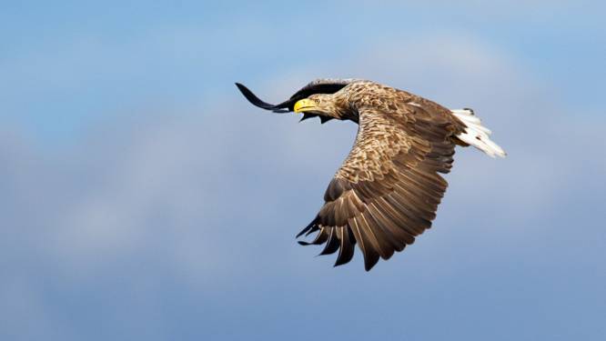 Zeearendjongen in Oostvaardersplassen uit het nest gevallen
