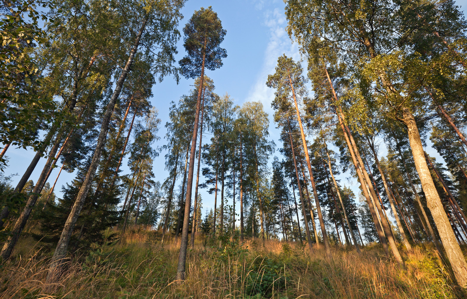 De Finse buitenlucht is een welkome afleiding van al dat thuiswerken, vinden ze in Lahti.  Beeld Colorbox