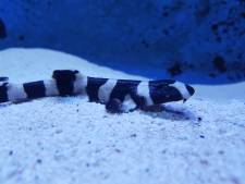 Beschuit met muisjes! Twee babyhaaien geboren in Aqua Zoo Leerdam