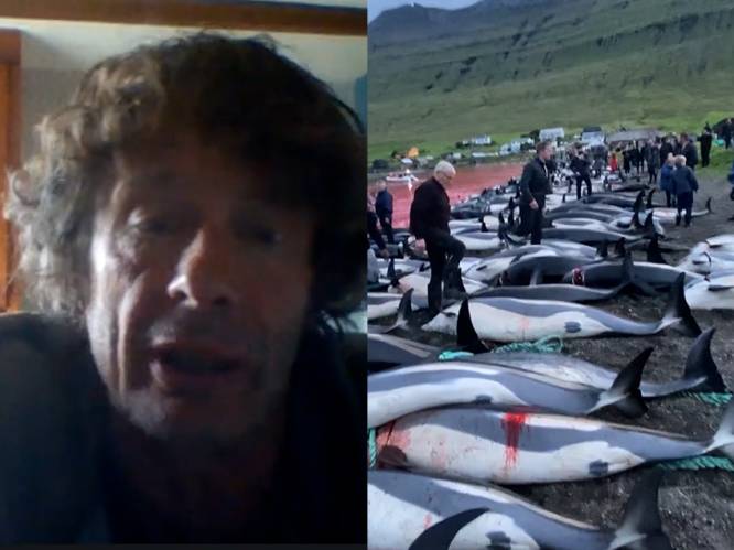 Verontwaardiging na grootste jacht ooit op dolfijnen, 1.400 dieren afgeslacht op Faeröer-eilanden: “Echt niet meer van deze tijd”