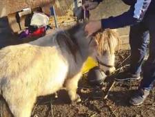 Une trentaine d'animaux saisis dans une école coranique à Forest: “Des conditions de détention effroyables”