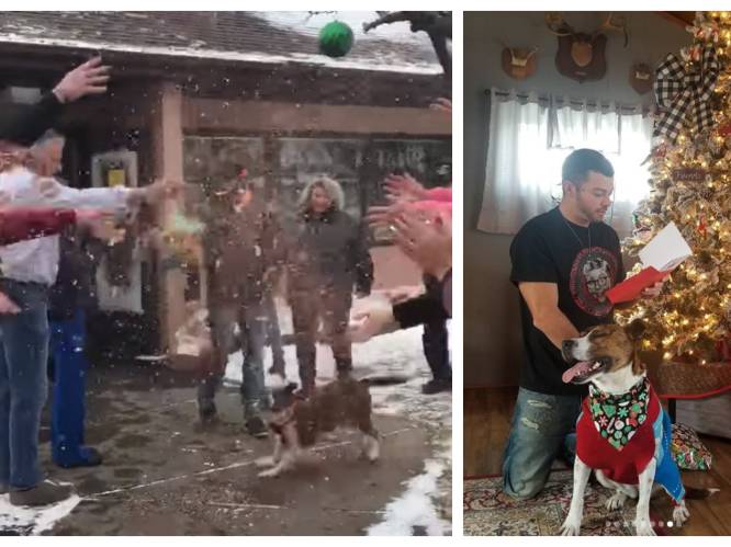 “Het mooiste kerstcadeau”: hond na 500 dagen in dierenasiel eindelijk geadopteerd