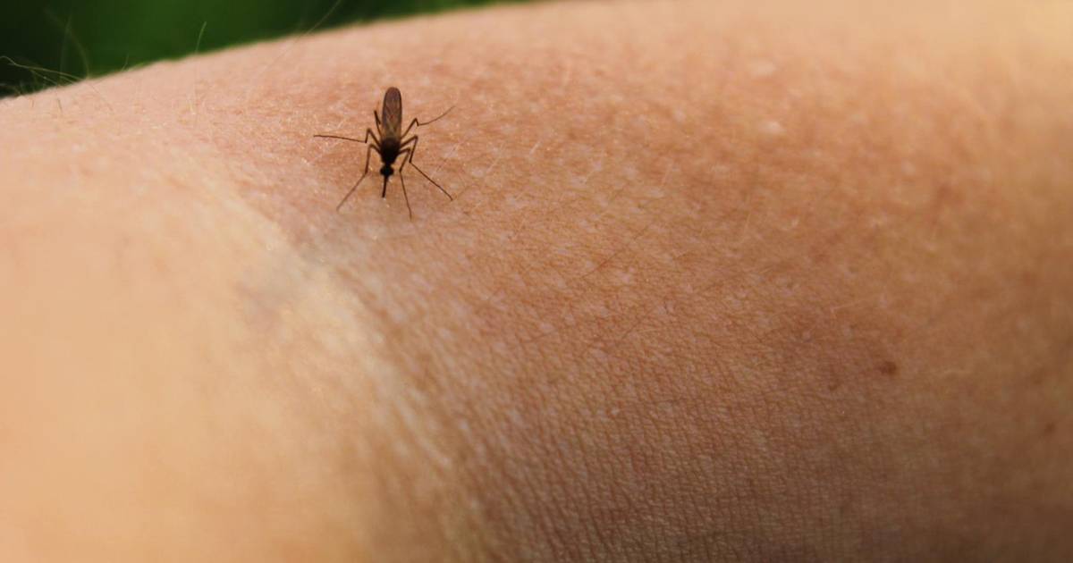 Muggen Overwinteren In Uw Slaapkamer: “Ze Blijven Stilaan Het Hele Jaar  Rond Aanwezig” | Dieren | Hln.Be