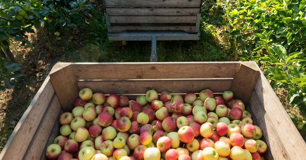 CORONABULLETIN #84: Vrienden zien op school, raken nu ook de fruitmedewerkers besmet? - De Gelderlan