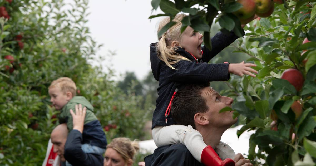 Plukdag bij teler Bert trekt veel bezoekers: 'Kinderen zien voor het eerst waar hun appel vandaan ko