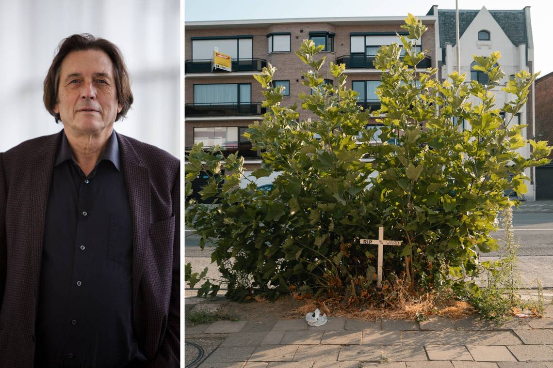 ‘Een belachelijke uitleg’: na de omstreden bomenkap in Deurne