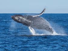 Walvispoep brengt microplastics in beeld: ‘Toeristen schepten het met een netje uit het water’