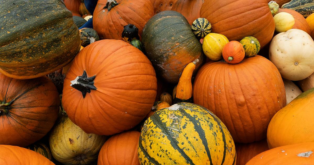 Halloween-pompoen uitzoeken in Groessen: 'Een prima oogst' - De Gelderlander