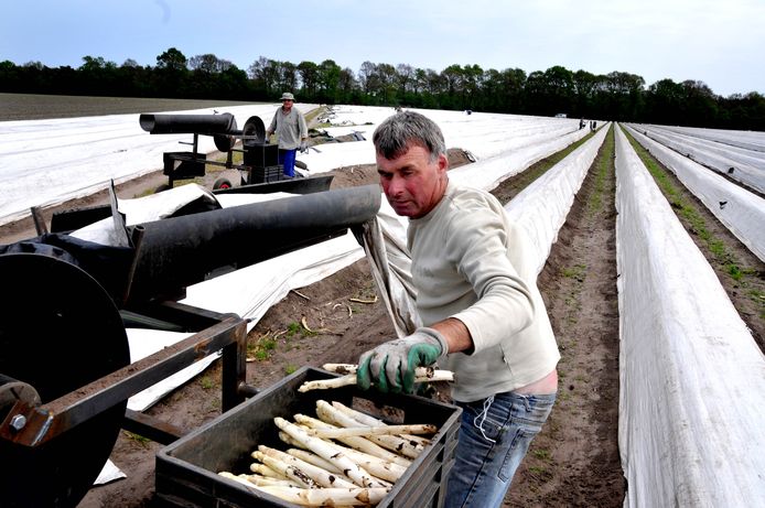 Poolse arbeidsmigranten zijn belangrijk voor de oogst van asperges. Op de foto arbeidsmigranten bij een teler in Moergestel. Door de coronacrisis is het de vraag in hoeverre vaste seizoensarbeiders naar Nederland komen om te helpen bij de oogst.