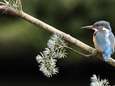 Birdify, un Shazam pour les chants d'oiseaux 