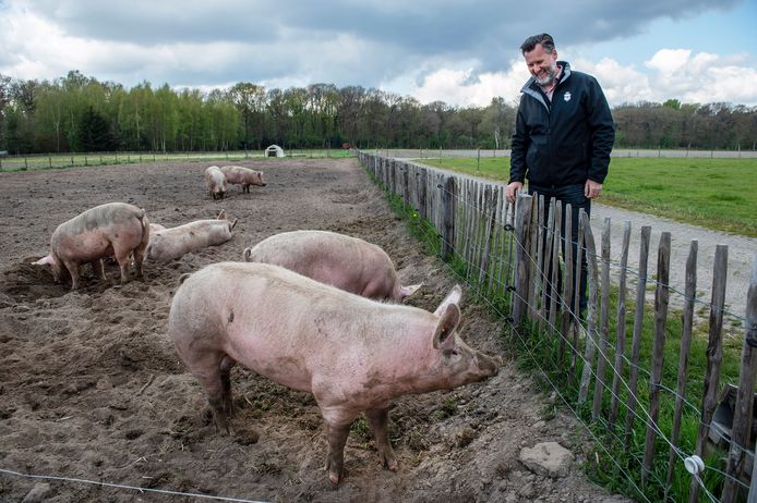 Nol van den Berg bij het verblijf van de varkens bij de Herenboeren in Alphen .