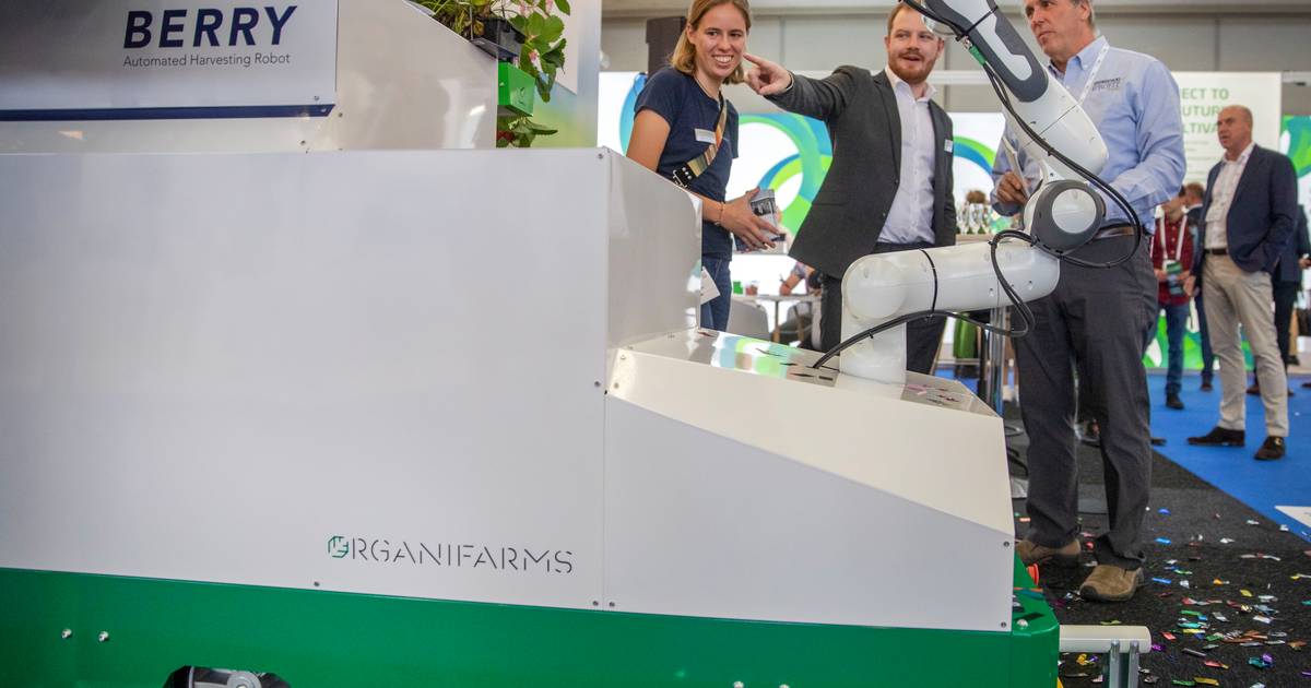Robot Berry plukt aardbeien om het personeelstekort in de kassen te ...