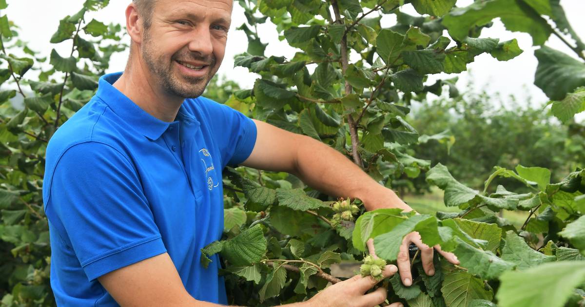 Aan de rand van Zeeland wordt straks 15 ton hazelnoten geoogst. En dat is nog maar het begin