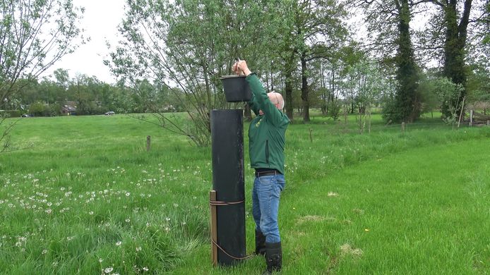 Voorzitter Hennie Schröder van de Vogelwerkgroep Geestereren e.o. tijdens de operatie 'verplaatsen nest scholekster'.