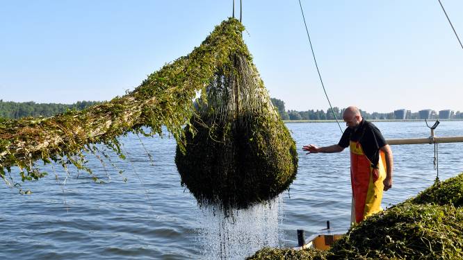 Help! Het Eemmeer slibt dicht door fonteinkruid: ‘Alle plagen van Egypte kom je hier in het water tegen’