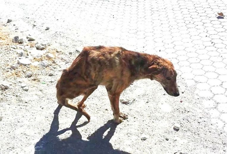 Vrouw vindt op vakantie een hond met gebroken rug en doet dan dít
