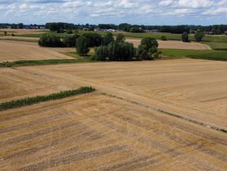 Boerenbond: “Extra water nodig voor bepaalde gewassen wegens droogte”