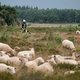 Alleen stikstofaanpak redt de heide niet, we hebben schaapherders nodig