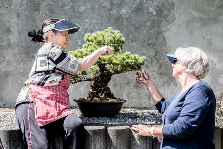 Bonsaivrijwilligers Emiko Kannan (l) en Hansje van Weel: ‘We hebben hier een mooie verzameling.’ Beeld Lotte Bronsgeest