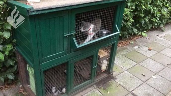De katten in het konijnenhok waarin ze aangetroffen werden.