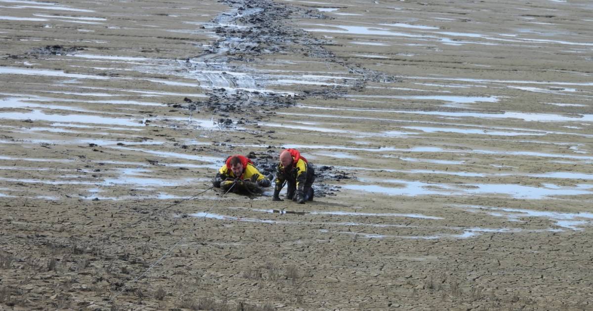 Ree in problemen op wad bij het Friese Sint Jacobiparochie, brandweer start reddingsactie.