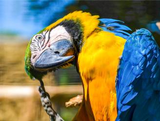 Ontsnapte papegaai scheldt brandweerman uit bij reddingsactie