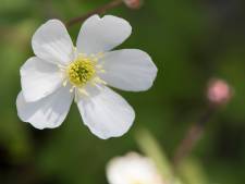 Boterbloem: onkruid of past hij in de ordentelijke tuin?