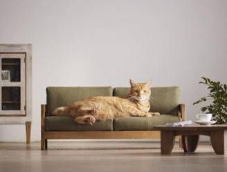 Kattenliefhebbers opgelet: deze prachtige meubels mogen niet ontbreken in jouw interieur