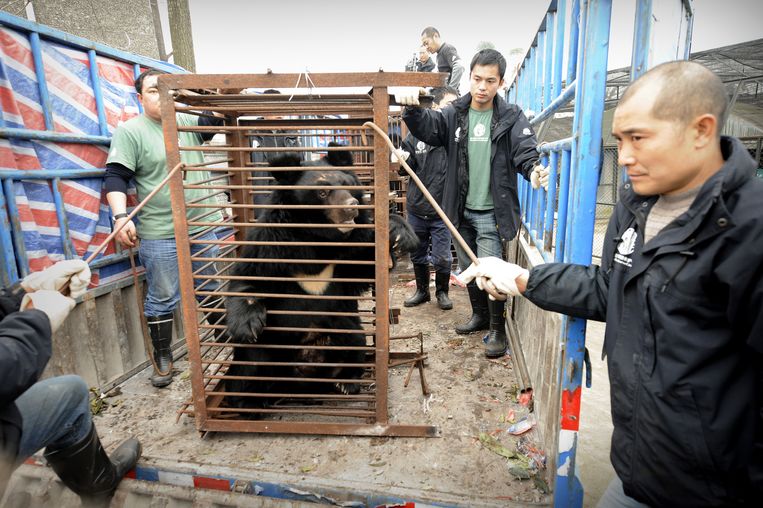 Een zwarte beer wordt verplaatst nadat hij is gered uit een ‘bear farm’ in China.
 Beeld AFP