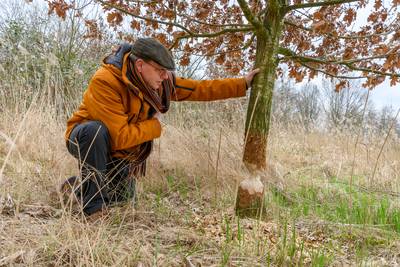 Knaagsporen rondom Haarsteegse Wiel. Een bever? Met een dijk in de buurt? Dat is reden voor actie