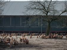 Wakker Dier krijgt ‘kippenvel’ van besluit AH over scharrelkip