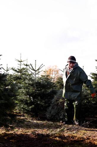 Belgische kerstboomteelt minstens 20 procent duurder geworden: hoeveel zal u nu meer moeten betalen voor uw spar?