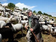 Schapen grazen kale plekken in het gras en daarom wil het waterschap ze niet op de vernieuwde Waaldijk