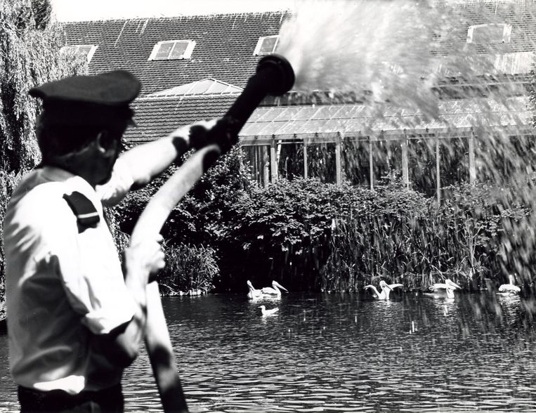 Amsterdamse brandweer vult de vijvers van dierentuin Artis bij vanwege de aanhoudende droogte. Door het te lage waterpeil zou botulisme kunnen ontstaan. 7 juli 1976. Beeld Nationaal Archief/Collectie Spaarnestad/NFP
