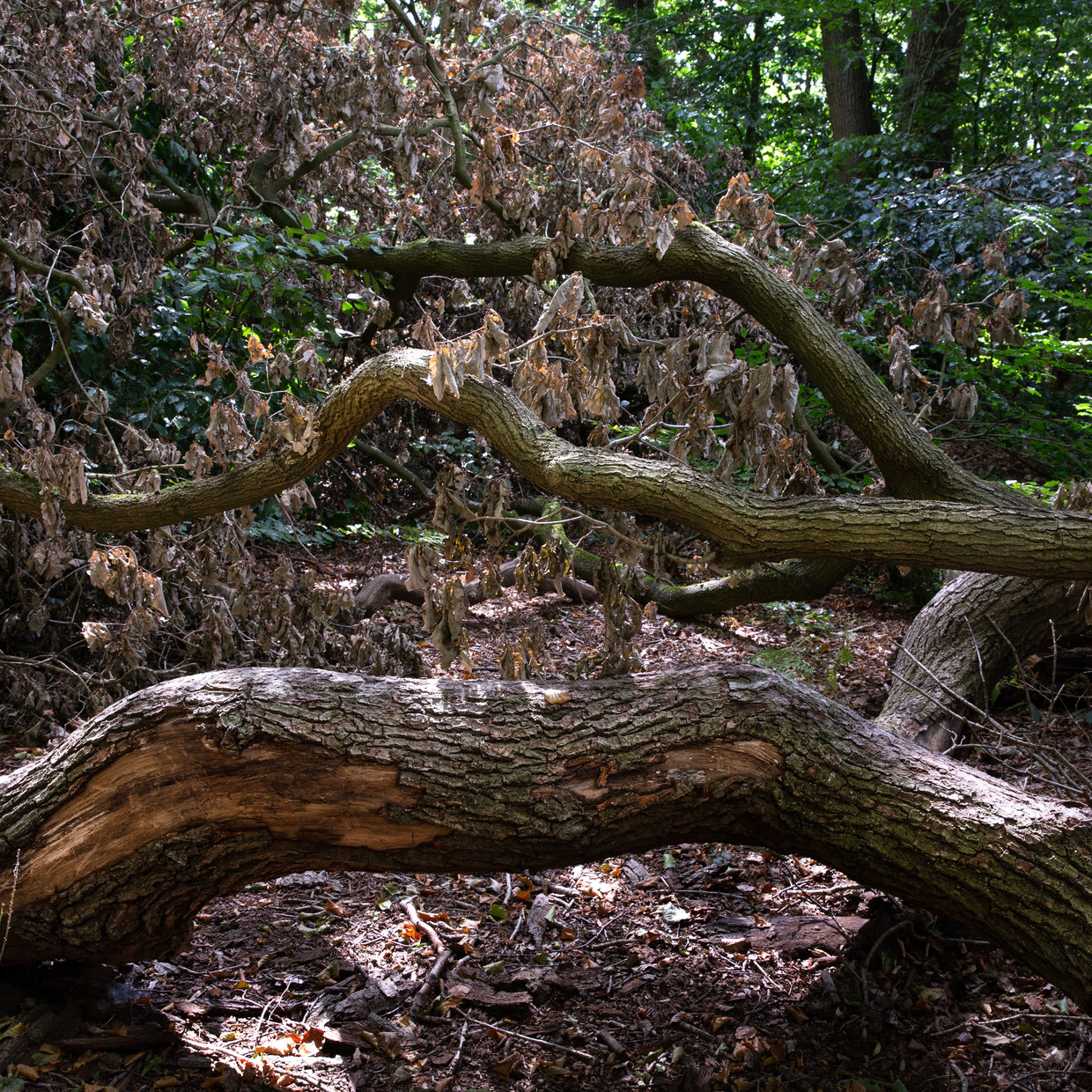 Picdal di Rincom.  Statua di Elisa Mayenhout