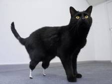 Le chat bionique, espoir pour les humains amputés
