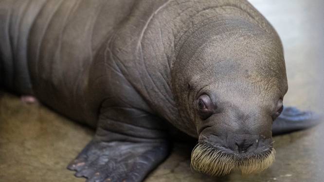 Un adorable bébé-morse est né à Pairi Daiza