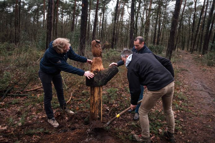 Het Joekelbos in de Duinengordel.