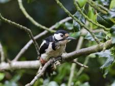 Tips voor een uitje in de regio: Op zoek naar vogels en planten in de Heesseltsche uiterwaarden