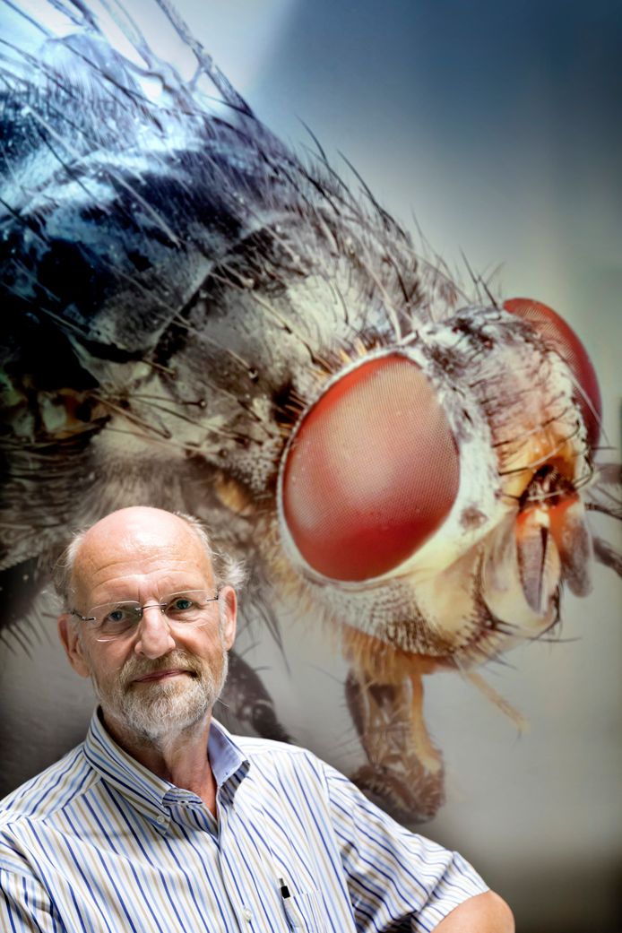 Insecteneter en voormalig hoogleraar Arnold van Huis van de Wageningen Universiteit&Research