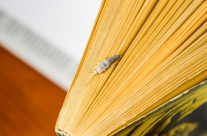 Zilvervisjes zijn dol op oude boeken.